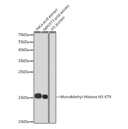 Western Blot - Anti-Histone H3 (mono methyl Lys79) Antibody (A16715) - Antibodies.com