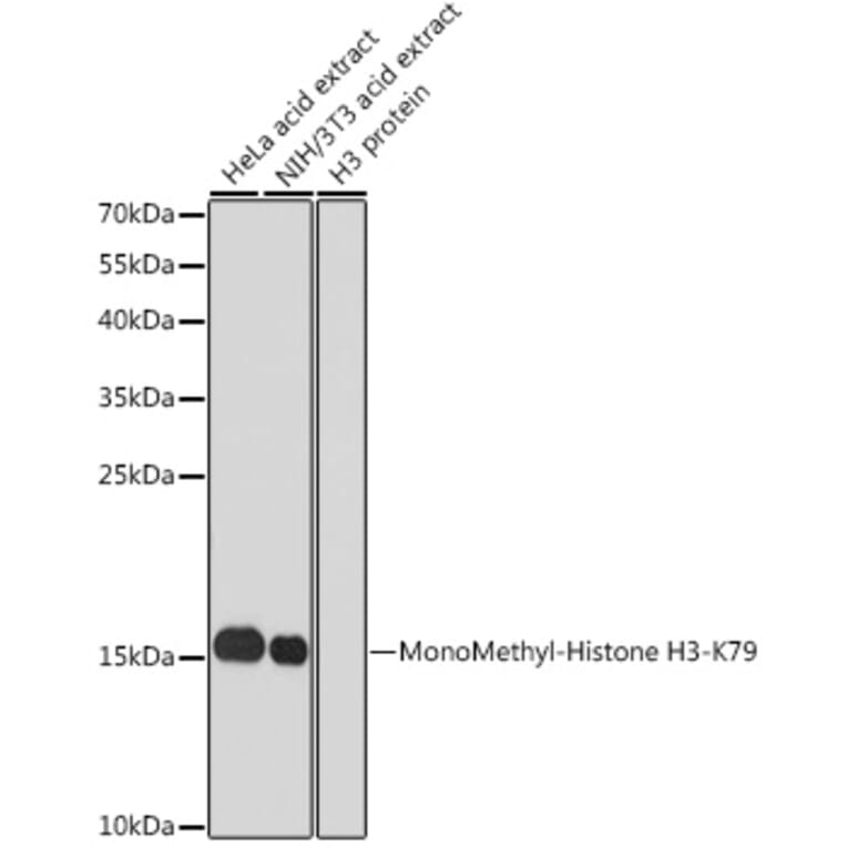 Western Blot - Anti-Histone H3 (mono methyl Lys79) Antibody (A16715) - Antibodies.com