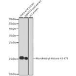 Western Blot - Anti-Histone H3 (mono methyl Lys79) Antibody (A16715) - Antibodies.com