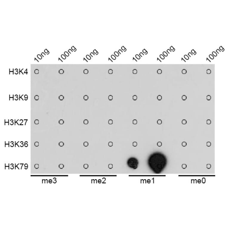 Dot Blot - Anti-Histone H3 (mono methyl Lys79) Antibody (A16715) - Antibodies.com