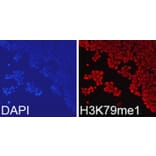 Immunofluorescence - Anti-Histone H3 (mono methyl Lys79) Antibody (A16715) - Antibodies.com