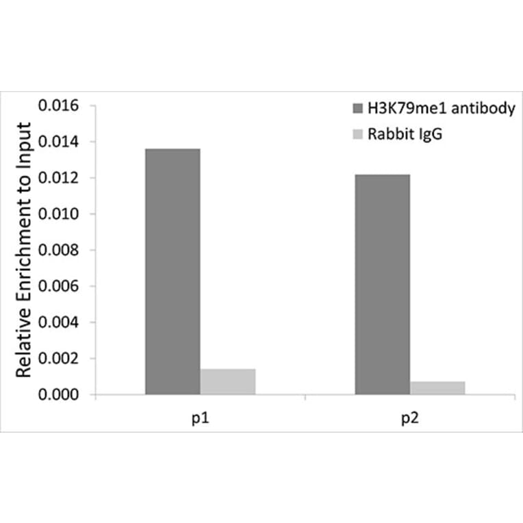 Chromatin Immunoprecipitation - Anti-Histone H3 (mono methyl Lys79) Antibody (A16715) - Antibodies.com