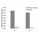 Chromatin Immunoprecipitation - Anti-Histone H3 (mono methyl Lys79) Antibody (A16715) - Antibodies.com