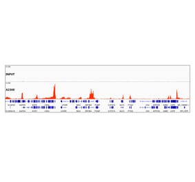 Chromatin Immunoprecipitation - Anti-Histone H3 (di methyl Lys79) Antibody (A16716) - Antibodies.com