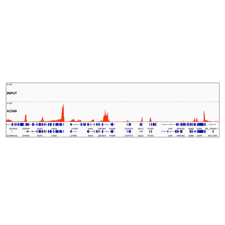 Chromatin Immunoprecipitation - Anti-Histone H3 (di methyl Lys79) Antibody (A16716) - Antibodies.com