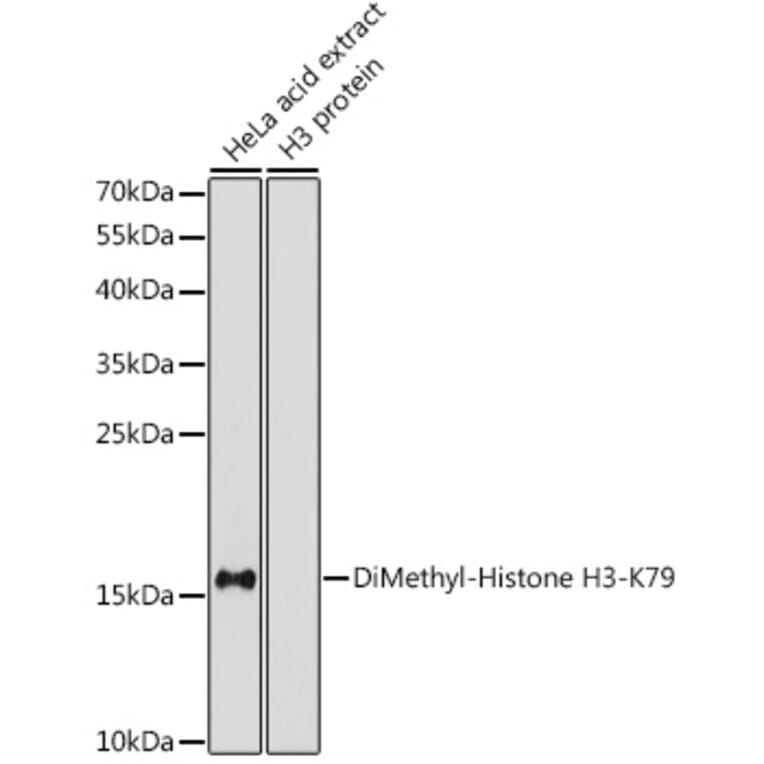 Western Blot - Anti-Histone H3 (di methyl Lys79) Antibody (A16716) - Antibodies.com