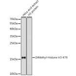 Western Blot - Anti-Histone H3 (di methyl Lys79) Antibody (A16716) - Antibodies.com