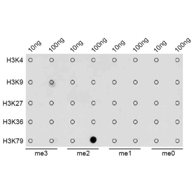 Dot Blot - Anti-Histone H3 (di methyl Lys79) Antibody (A16716) - Antibodies.com