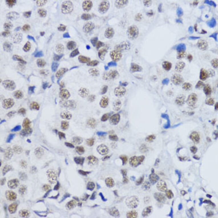 Immunohistochemistry - Anti-Histone H3 (di methyl Lys79) Antibody (A16716) - Antibodies.com