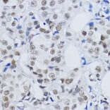 Immunohistochemistry - Anti-Histone H3 (di methyl Lys79) Antibody (A16716) - Antibodies.com