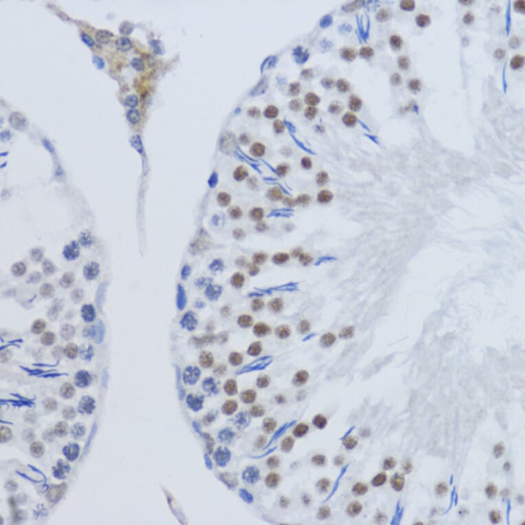 Immunohistochemistry - Anti-Histone H3 (di methyl Lys79) Antibody (A16716) - Antibodies.com