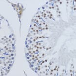 Immunohistochemistry - Anti-Histone H3 (di methyl Lys79) Antibody (A16716) - Antibodies.com
