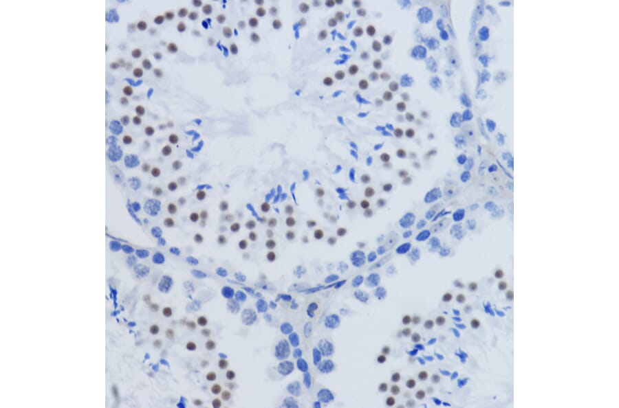 Immunohistochemistry - Anti-Histone H3 (di methyl Lys79) Antibody (A16716) - Antibodies.com