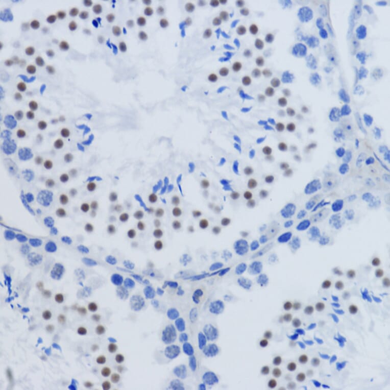 Immunohistochemistry - Anti-Histone H3 (di methyl Lys79) Antibody (A16716) - Antibodies.com
