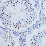 Immunohistochemistry - Anti-Histone H3 (di methyl Lys79) Antibody (A16716) - Antibodies.com