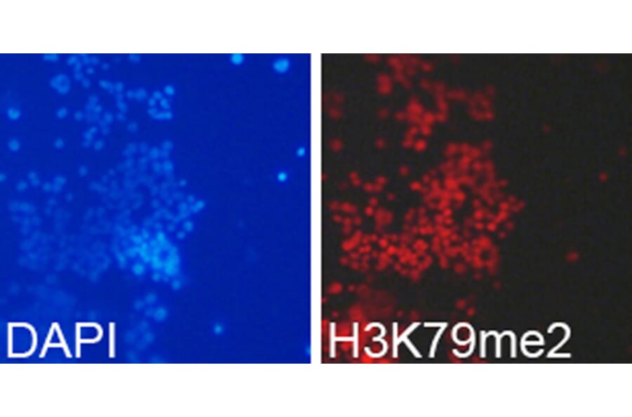Immunofluorescence - Anti-Histone H3 (di methyl Lys79) Antibody (A16716) - Antibodies.com