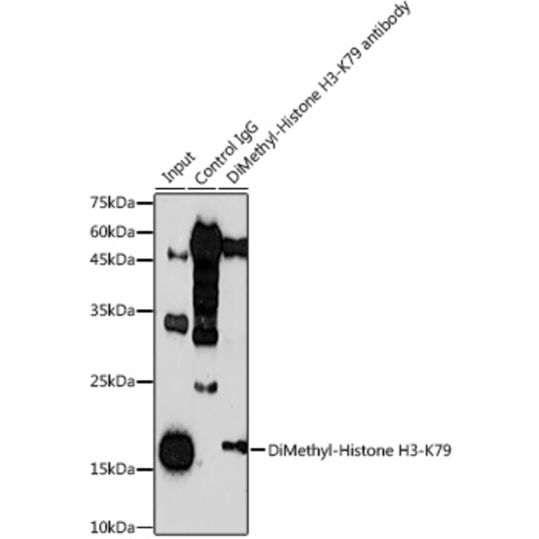 Western Blot - Anti-Histone H3 (di methyl Lys79) Antibody (A16716) - Antibodies.com
