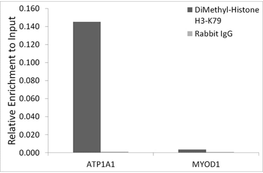 Chromatin Immunoprecipitation - Anti-Histone H3 (di methyl Lys79) Antibody (A16716) - Antibodies.com