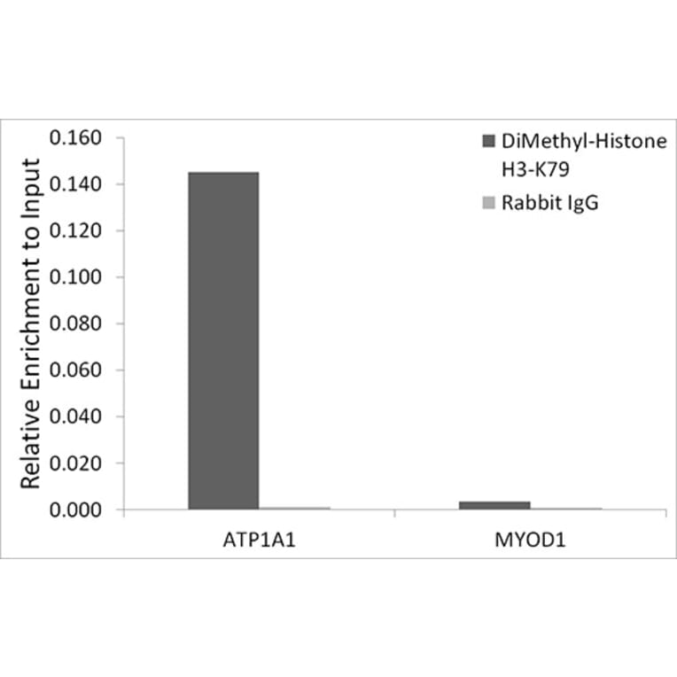 Chromatin Immunoprecipitation - Anti-Histone H3 (di methyl Lys79) Antibody (A16716) - Antibodies.com