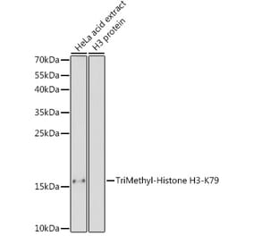 Western Blot - Anti-Histone H3 (tri methyl Lys79) Antibody (A16717) - Antibodies.com