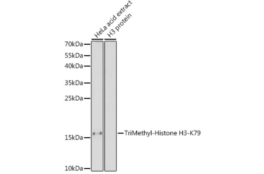 Western Blot - Anti-Histone H3 (tri methyl Lys79) Antibody (A16717) - Antibodies.com