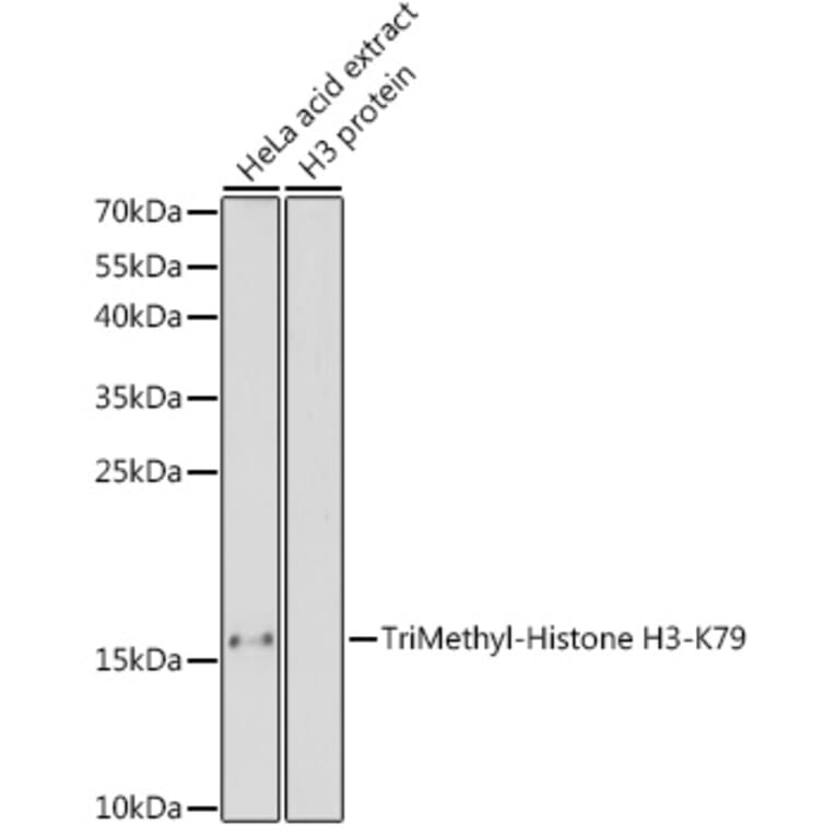 Western Blot - Anti-Histone H3 (tri methyl Lys79) Antibody (A16717) - Antibodies.com