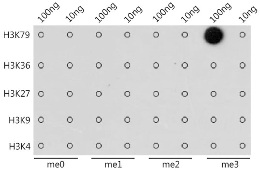 Dot Blot - Anti-Histone H3 (tri methyl Lys79) Antibody (A16717) - Antibodies.com