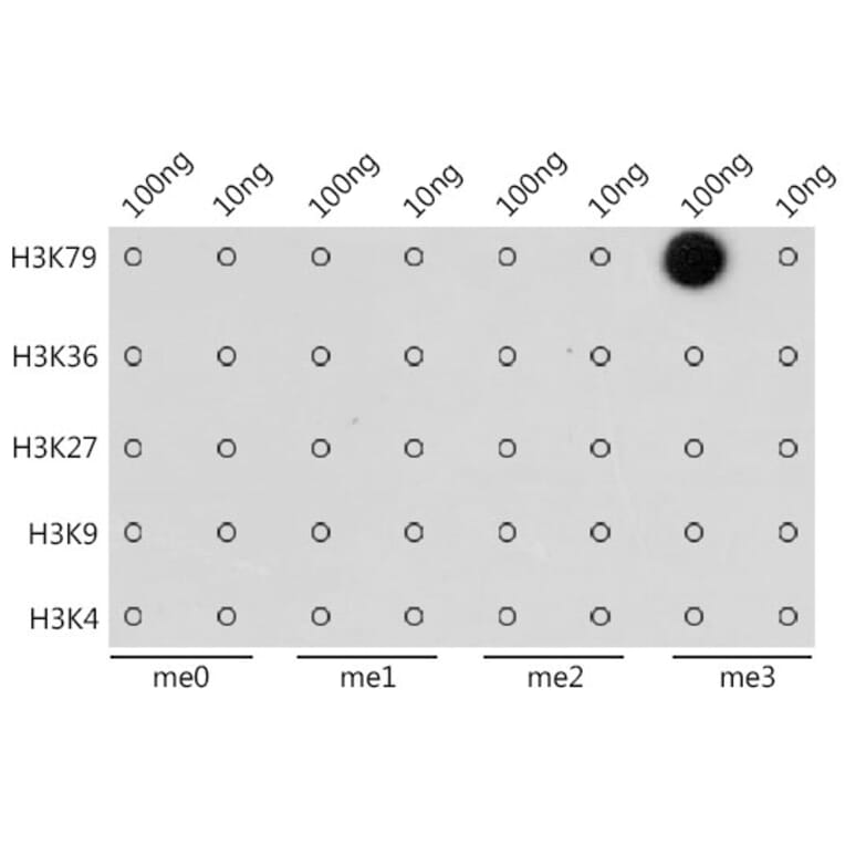 Dot Blot - Anti-Histone H3 (tri methyl Lys79) Antibody (A16717) - Antibodies.com