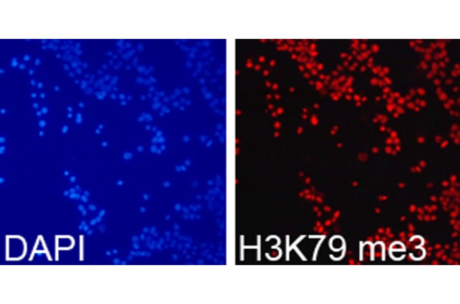 Immunofluorescence - Anti-Histone H3 (tri methyl Lys79) Antibody (A16717) - Antibodies.com