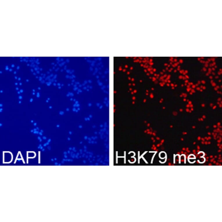 Immunofluorescence - Anti-Histone H3 (tri methyl Lys79) Antibody (A16717) - Antibodies.com