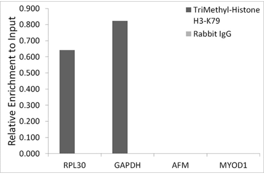 Chromatin Immunoprecipitation - Anti-Histone H3 (tri methyl Lys79) Antibody (A16717) - Antibodies.com