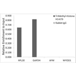 Chromatin Immunoprecipitation - Anti-Histone H3 (tri methyl Lys79) Antibody (A16717) - Antibodies.com