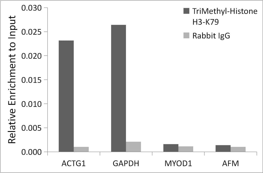 Chromatin Immunoprecipitation - Anti-Histone H3 (tri methyl Lys79) Antibody (A16717) - Antibodies.com