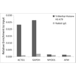 Chromatin Immunoprecipitation - Anti-Histone H3 (tri methyl Lys79) Antibody (A16717) - Antibodies.com