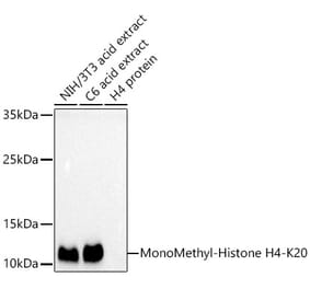 Western Blot - Anti-Histone H4 (mono methyl Lys20) Antibody (A16718) - Antibodies.com