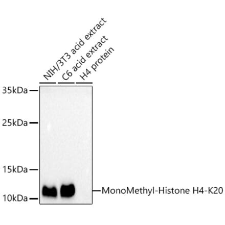 Western Blot - Anti-Histone H4 (mono methyl Lys20) Antibody (A16718) - Antibodies.com