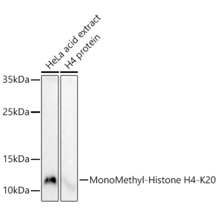Western Blot - Anti-Histone H4 (mono methyl Lys20) Antibody (A16718) - Antibodies.com