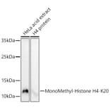 Western Blot - Anti-Histone H4 (mono methyl Lys20) Antibody (A16718) - Antibodies.com
