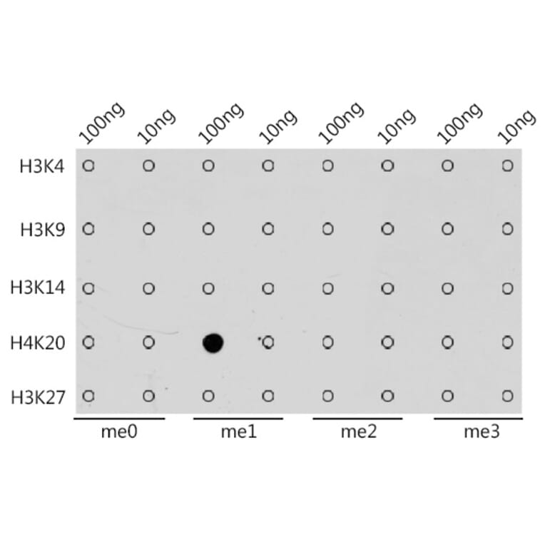 Dot Blot - Anti-Histone H4 (mono methyl Lys20) Antibody (A16718) - Antibodies.com