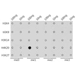 Dot Blot - Anti-Histone H4 (mono methyl Lys20) Antibody (A16718) - Antibodies.com