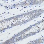Immunohistochemistry - Anti-Histone H4 (mono methyl Lys20) Antibody (A16718) - Antibodies.com
