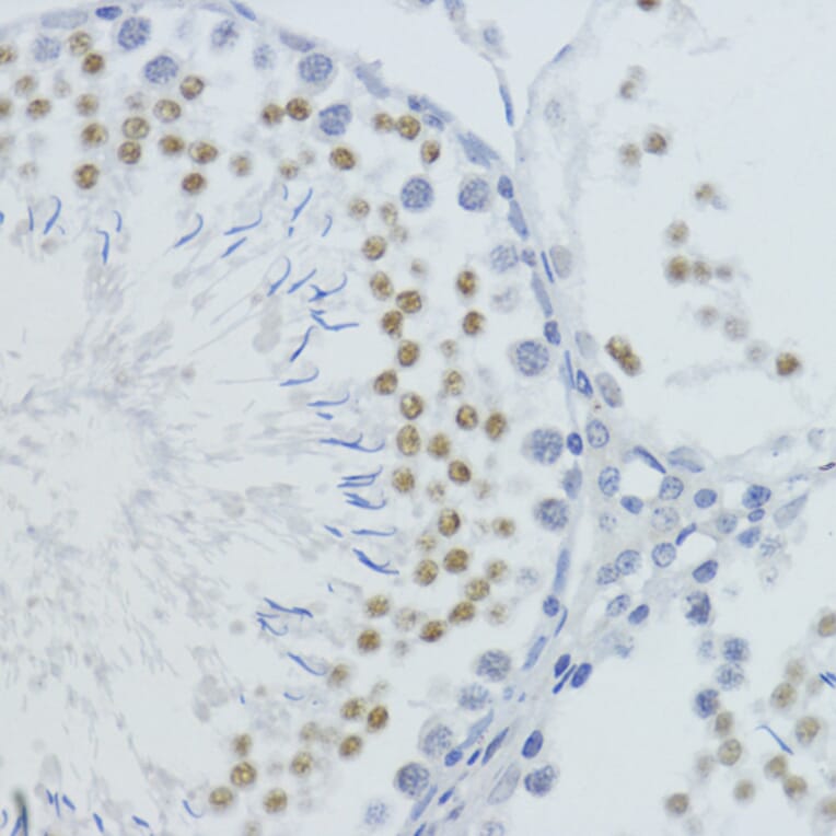 Immunohistochemistry - Anti-Histone H4 (mono methyl Lys20) Antibody (A16718) - Antibodies.com