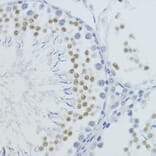 Immunohistochemistry - Anti-Histone H4 (mono methyl Lys20) Antibody (A16718) - Antibodies.com
