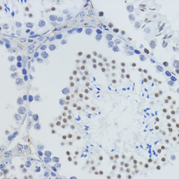 Immunohistochemistry - Anti-Histone H4 (mono methyl Lys20) Antibody (A16718) - Antibodies.com