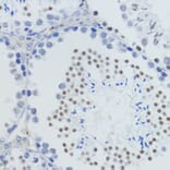 Immunohistochemistry - Anti-Histone H4 (mono methyl Lys20) Antibody (A16718) - Antibodies.com