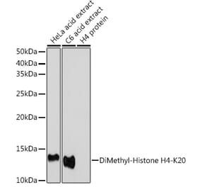 Western Blot - Anti-Histone H4 (di methyl Lys20) Antibody (A16719) - Antibodies.com