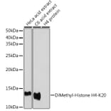 Western Blot - Anti-Histone H4 (di methyl Lys20) Antibody (A16719) - Antibodies.com
