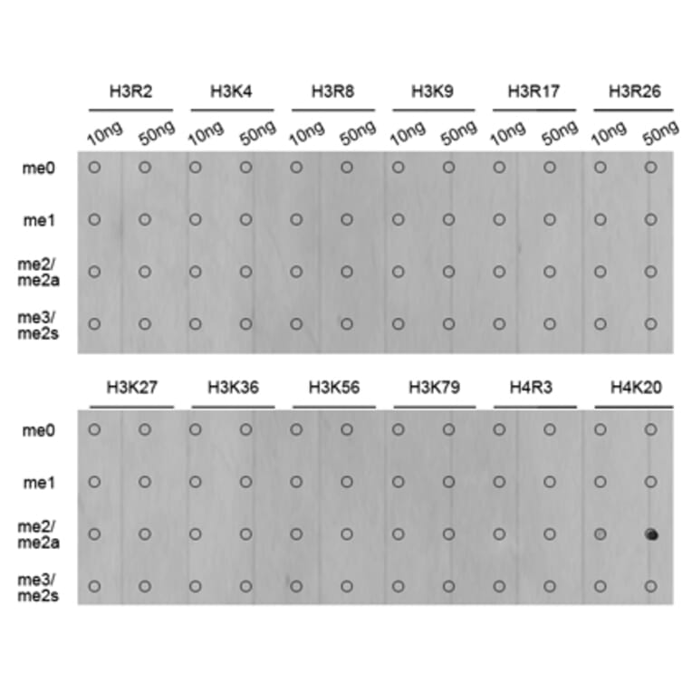 Dot Blot - Anti-Histone H4 (di methyl Lys20) Antibody (A16719) - Antibodies.com