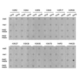Dot Blot - Anti-Histone H4 (di methyl Lys20) Antibody (A16719) - Antibodies.com