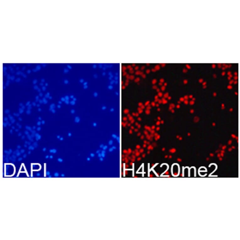 Immunofluorescence - Anti-Histone H4 (di methyl Lys20) Antibody (A16719) - Antibodies.com